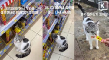 Clever Phi Phi cat charms tourists into buying treats