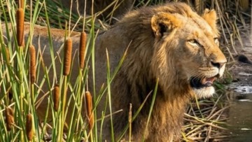 Elderly Man Injured In Lion Attack In Gujarat's Amreli