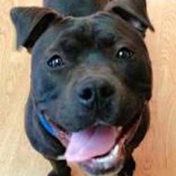 CVS Now Offering Prescription Pet Medications