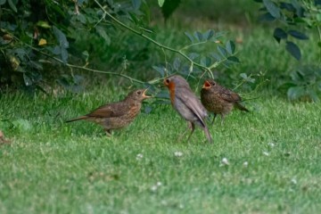 Wirral Globe Camera Club capture birds in wonderful pictures