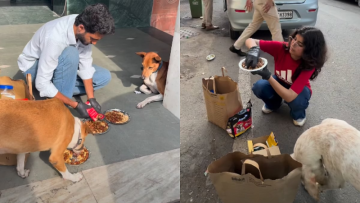 Heartwarming Video Shows Volunteers Feeding Stray Dogs & Cats At NEET Paper Leak Protest