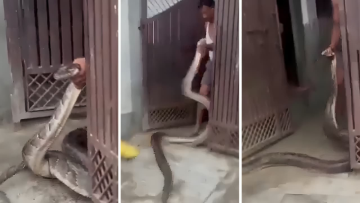 UP Man Takes On Giant Python As It Tries To Enter His House, Video Goes Viral