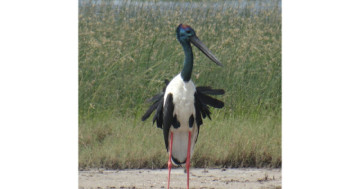Khijadiya Bird Sanctuary emerges as stronghold for Black-necked Stork breeding in Gujarat; new study reveals
