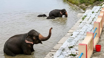 The viral elephant video may be old, but the empathy it inspires is real