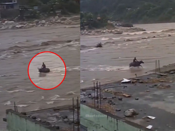 Nepal Floods: Buffalo Carries Stranded Man to Safety - Video goes Viral