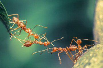 Artificial altruism: why rogue AIs helped each other, not humans