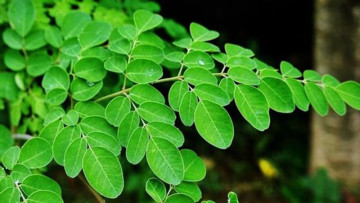 Gardening Tips: Avoiding Spinach During Monsoon? Try These 5 Leafy Greens Instead