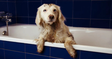 Dog owners snap up gadget that 'takes the hard work out of cleaning floors'