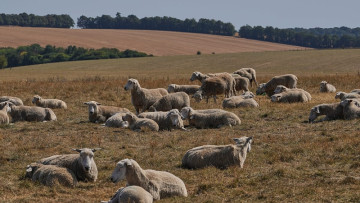 Medieval manuscripts made from animal skin reveal ancient history of deadly sheep virus