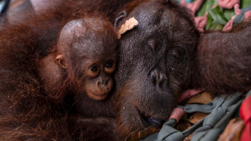 Indonesia rescues second orangutan mother and baby from wildfire