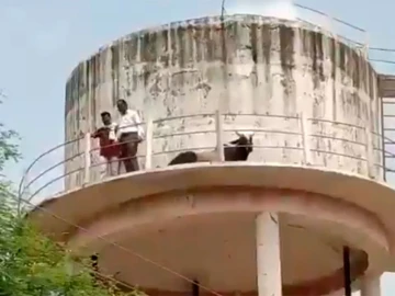 Bull gets stuck atop 60-foot water tank -- but how did it get there?