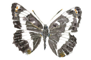 She Went Looking for 64 Butterflies. What She Found Along the Way Might Surprise You 🦋
