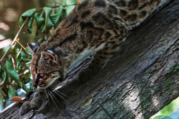 Scientists Discover a New Wild Cat - the First in More Than 100 Years