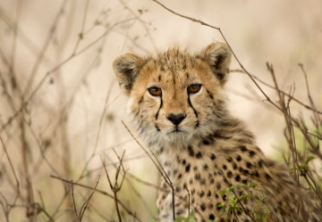 India’s Cheetah Story Takes a New Turn: More Births, But Bigger Survival Challenges