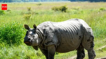 Assam Has Nearly 80% of the World’s One-Horned Rhinos
