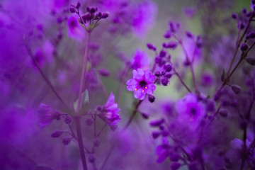 From Dry Desert to Dreamy Flowerland - Atacama Is Blooming!