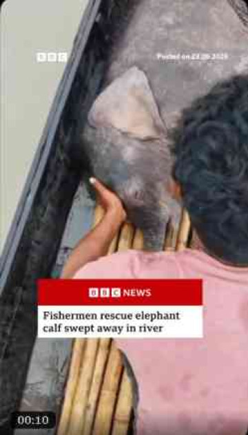 Baby Elephant’s Teesta Rescue Wins Praise on Twitter