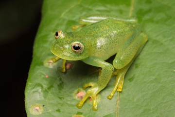Meet Brazil’s New Glass Frog: A Tiny Species Found in the Cerrado