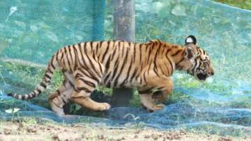 Tiny Tiger Cub Rescued in Assam, Safely Released Back Into the Wild