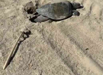 California Gets a Tropical Surprise: Sea Turtles Nest There for the First Time