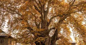 650 Years In The Making: Budgam’s Chinar Is Called Asia’s Oldest