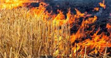 The Smoke Is Clearing: Haryana Cuts Stubble Fires By 91%