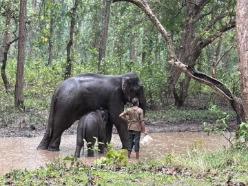Bandhavgarh Steps Up Elephant Care and Surveillance After Anthrax Death