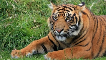 Eight MP Tigers Set to Begin a New Journey to Chhattisgarh, Odisha and Rajasthan