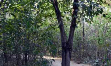 Delhi's Lodhi Colony Is Getting Its Own Mini Forest