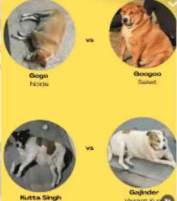 Who’s Delhi’s Fattest Dog? The Internet Is Voting