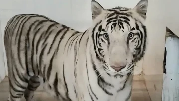 White Tiger Tejas Begins a New Chapter After Travelling 550 Km from Gwalior to Dehradun Zoo
