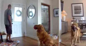 A Stranger Broke In. This Golden Retriever Thought He Came to Play