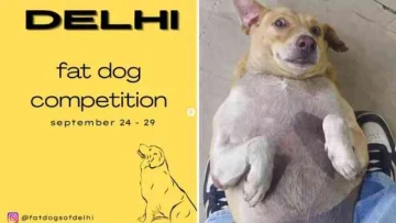 Delhi’s “Fattest Dog” Contest Has Turned Into an Instagram Election