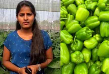 She Left Her Corporate Job For Capsicum Farming. Now It’s A ₹4 Crore Business