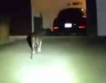 Dog Leads Police To Injured Owner, Who Had Been Lying In Garage For Over 3 Hours