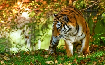 Asia Steps Up for Nature: Kathmandu Resolution Calls for Stronger Conservation Leadership
