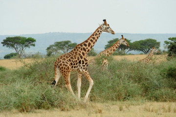 Against the Odds, South Sudan’s Giraffes Keep a Surprisingly Strong Gene Pool
