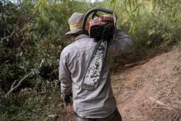 Mekong Forests See a Breather in 2025, Even as Losses Remain on the Radar