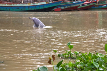 A Dolphin Bright Spot: Endangered River Dolphins Hold On in Bangladesh’s Waters