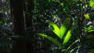 Amazon’s Hidden Medicine Cabinet: Could Nature’s Next Breakthroughs Be Waiting in the Rainforest?