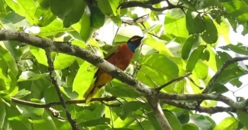 First-Ever Video of a Ghana Cuckooshrike After 13 Years as a 'Lost' Bird Species