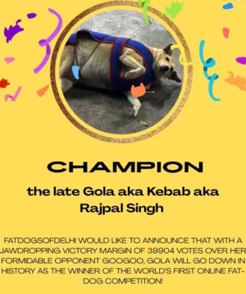 Delhi’s Viral Fat Dog Election Has a Very Chonky Winner