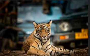 India’s Safari Season Is Back: 3 Luxury Wildlife Escapes for an Unforgettable Wild Getaway