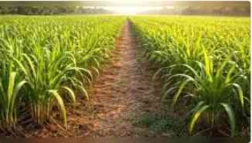 New Hope for UP Farmers as Scientists Develop Four Sugarcane Varieties to Fight Red Rot