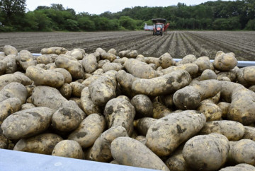 Japan Could Open Its Doors to Fresh U.S. Potatoes Sooner Than Expected