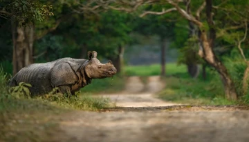 Kaziranga Reopens. Rhinos, Tourists & Cameras Are Back on Duty