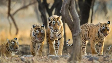 Anant Ambani’s Animal-Welfare Journey Started With One Ambulance