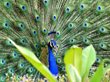 IISER-Bhopal team unravel genetic secrets of peacock