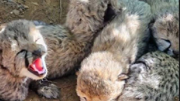 Five cheetah cubs born at Kuno, India's count rises to 60