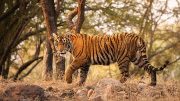 'Royal Bengal Tiger': How the animal got its title